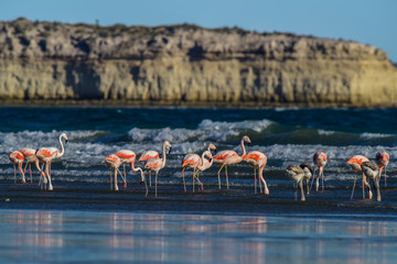 Fototapeta premium Flamingos feeding on a beach,Peninsula Valdes, Patagonia, Argentina