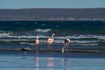 Fototapeta premium Flamingos feeding on a beach,Peninsula Valdes, Patagonia, Argentina
