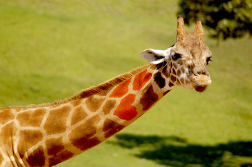 Long-necked giraffe that has natural heart markings on his patches.  