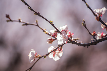 Flowering cherry tree 