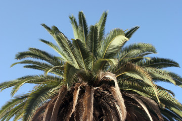 Palm tree and blue sky