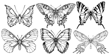 Vector set of various butterflies in retro style. Realistic collection of contour drawings of butterflies. Vector illustrations isolated on white background