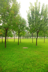 Fototapeta na wymiar trees and grass in the park