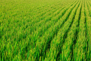 rice field
