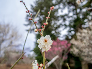 【静岡県伊豆市】白梅の花【修善寺梅林】