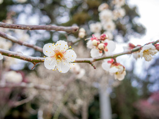 【静岡県伊豆市】白梅の花【修善寺梅林】