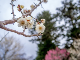 【静岡県伊豆市】白梅の花【修善寺梅林】