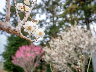 【静岡県伊豆市】白梅の花【修善寺梅林】