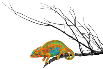 Caméléon sur branche sèche, fond blanc 