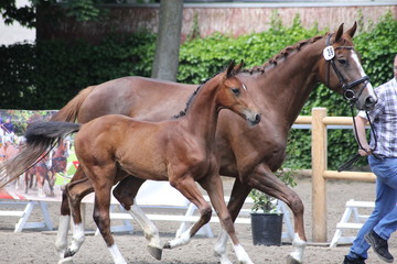 Obraz premium Stutenschau