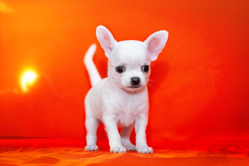 White puppy Chihuahua on the beautiful beach.Sunset.