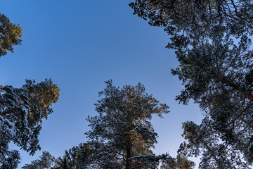 Sunny Winter Day in Pine Tree Forest, Abstract Background