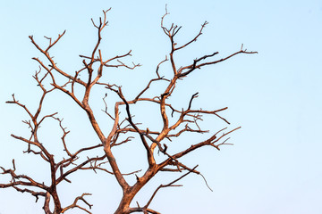 Close-up of dead dry branches.