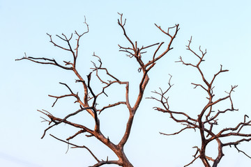 Close-up of dead dry branches.