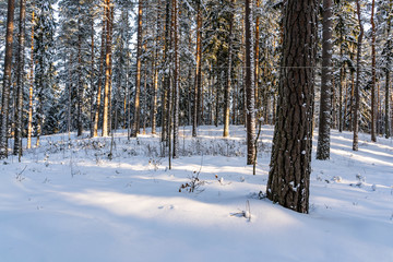 Sunny Winter Day in Pine Tree Forest, Abstract Background
