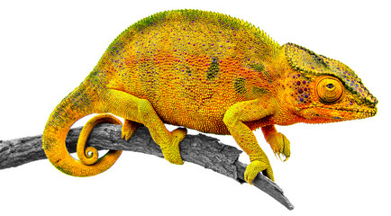 Caméléon sur branche sèche 