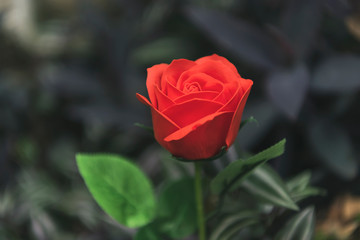 Valentines day. Red rose flower in nature for anniversary.