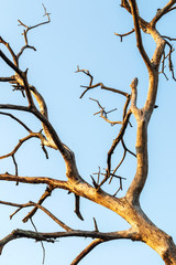 Close-up of dead dry branches.