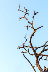 Close-up of dead dry branches.
