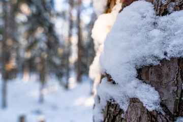 Closeup of Pine Bark in Forest in Sunny Winter, Abstract Background