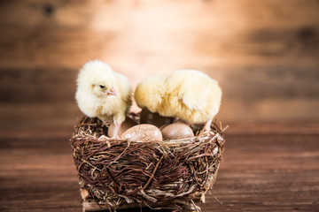 Easter chickens in a basket with eggs