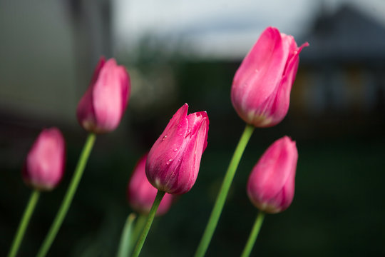 Beautiful pink tulips on nature background. Spring flowers.