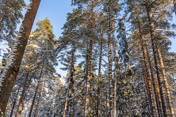 Sunny Winter Day in Pine Tree Forest, Abstract Background