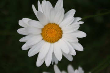 Fototapeta premium Gblume