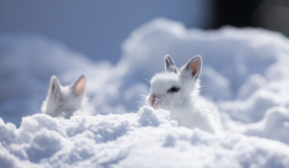 little cute white bunny in the snow