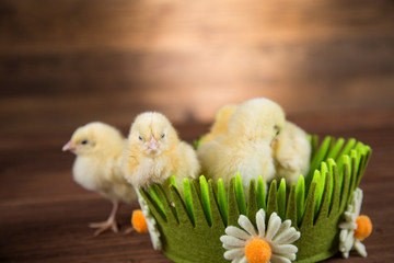 Yellow Easter chickens in a colorful basket with flowers