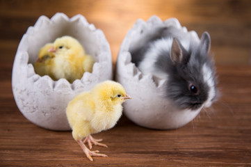 Easter rabbit in the shell of eggs and yellow chicken