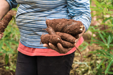 farmer showing the manioc she just picked