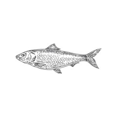 Herring Hand Drawn Vector Illustration. Abstract Fish Sketch. Engraving Style Drawing.