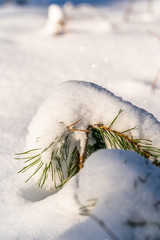 Closeup of Foliage in Forest in Sunny Winter, Abstract Background, Selective Focus