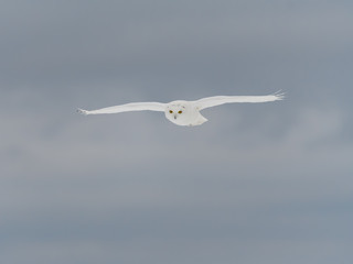 Male Snowy Owl in Flight