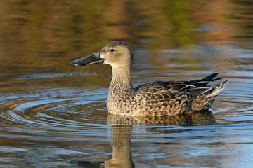 Löffelente (Anas clypeata) - Northern shoveler