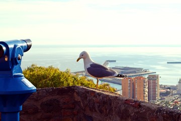 gabbiano fermo su vecchio muretto del Belvedere di Gibralfaro con il porto di Malaga sullo sfondo...