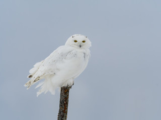 Male Snowy Owl Sitting on Stick