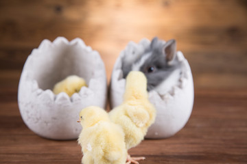 Easter rabbit in the shell of eggs and yellow chicken