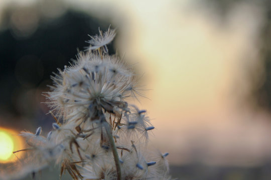 Flower At Seagrass Field