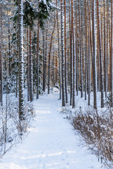 Sunny Winter Day in Pine Tree Forest, Abstract Background