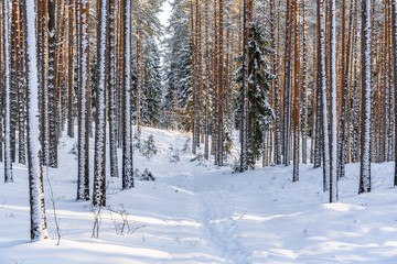 Fototapeta premium Sunny Winter Day in Pine Tree Forest, Abstract Background