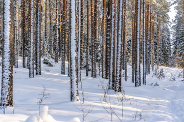 Fototapeta premium Sunny Winter Day in Pine Tree Forest, Abstract Background