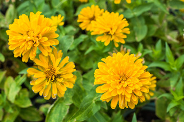 Zinnia flower