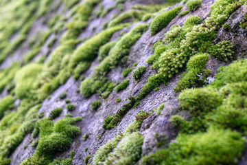 Moss on the wet rock