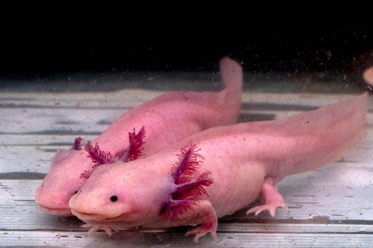 1 502 Best Axolotl Images Stock Photos Vectors Adobe Stock 1 502 Best Axolotl Images Stock Photos Vectors Adobe Stock