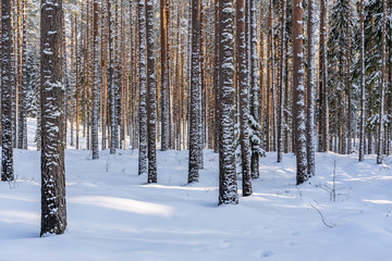 Sunny Winter Day in Pine Tree Forest, Abstract Background
