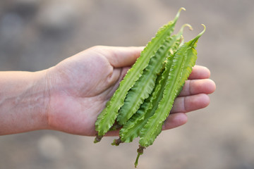 Winged bean pods in farmer hands. U THAITANEE province, Thailand