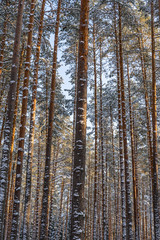 Sunny Winter Day in Pine Tree Forest, Abstract Background