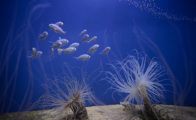 exotic fish at the bottom of the aquarium